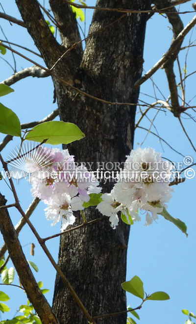 Lagerstroemia Floribunda 3